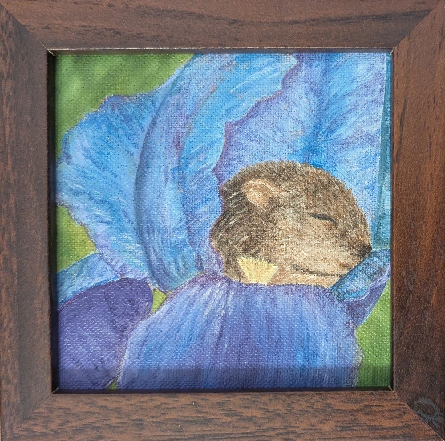 Nap time - Mouse