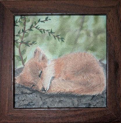Nap time - Fox
